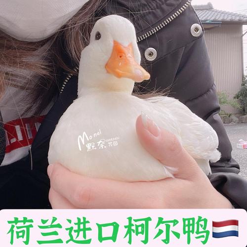 柯尔鸭多少钱一只